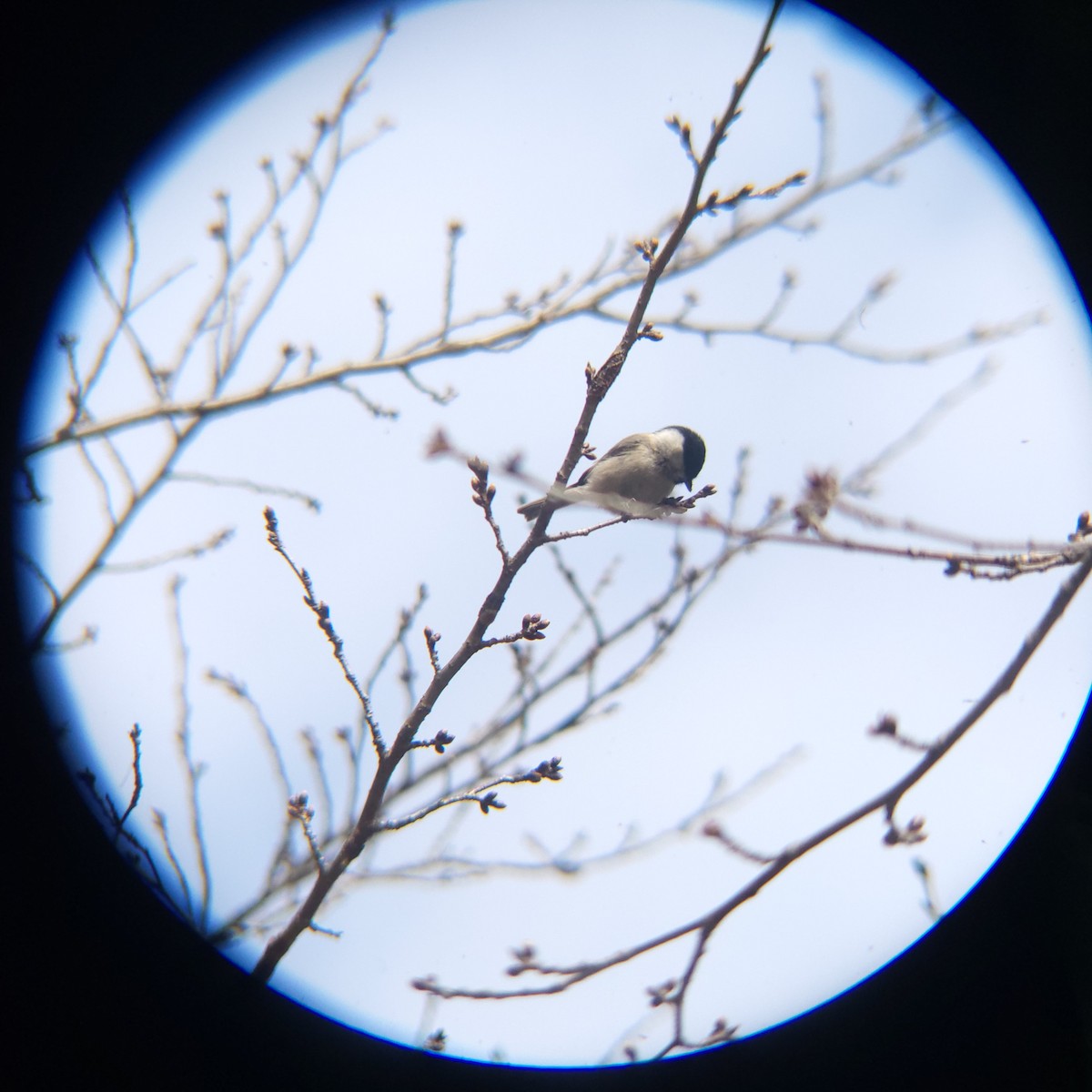 Mésange nonnette - ML632125577