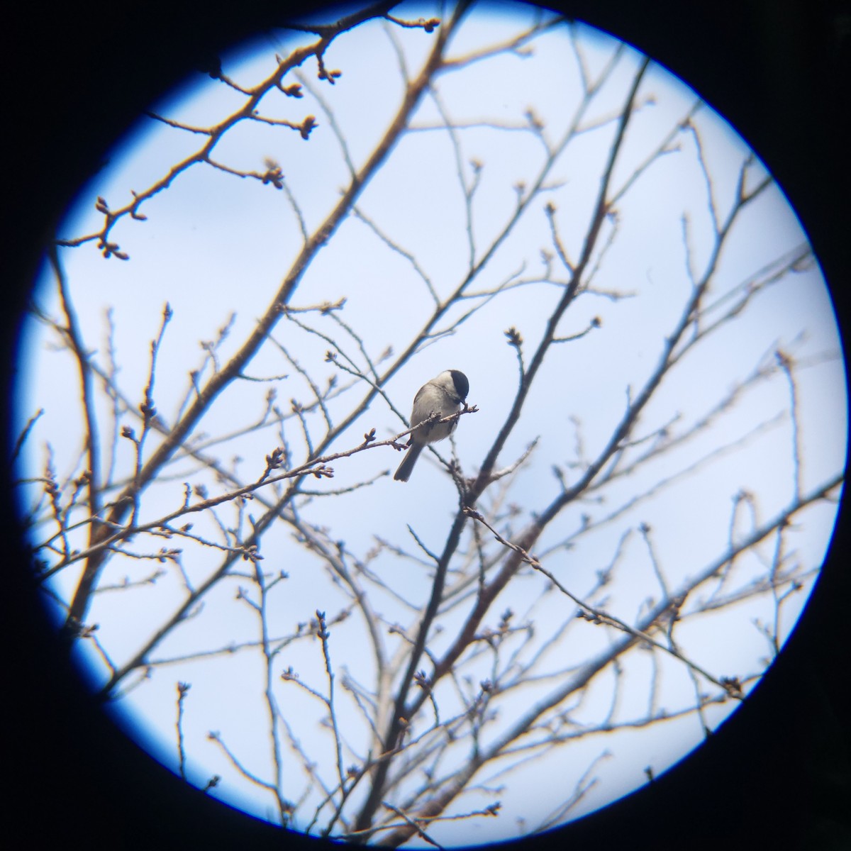 Mésange nonnette - ML632125578