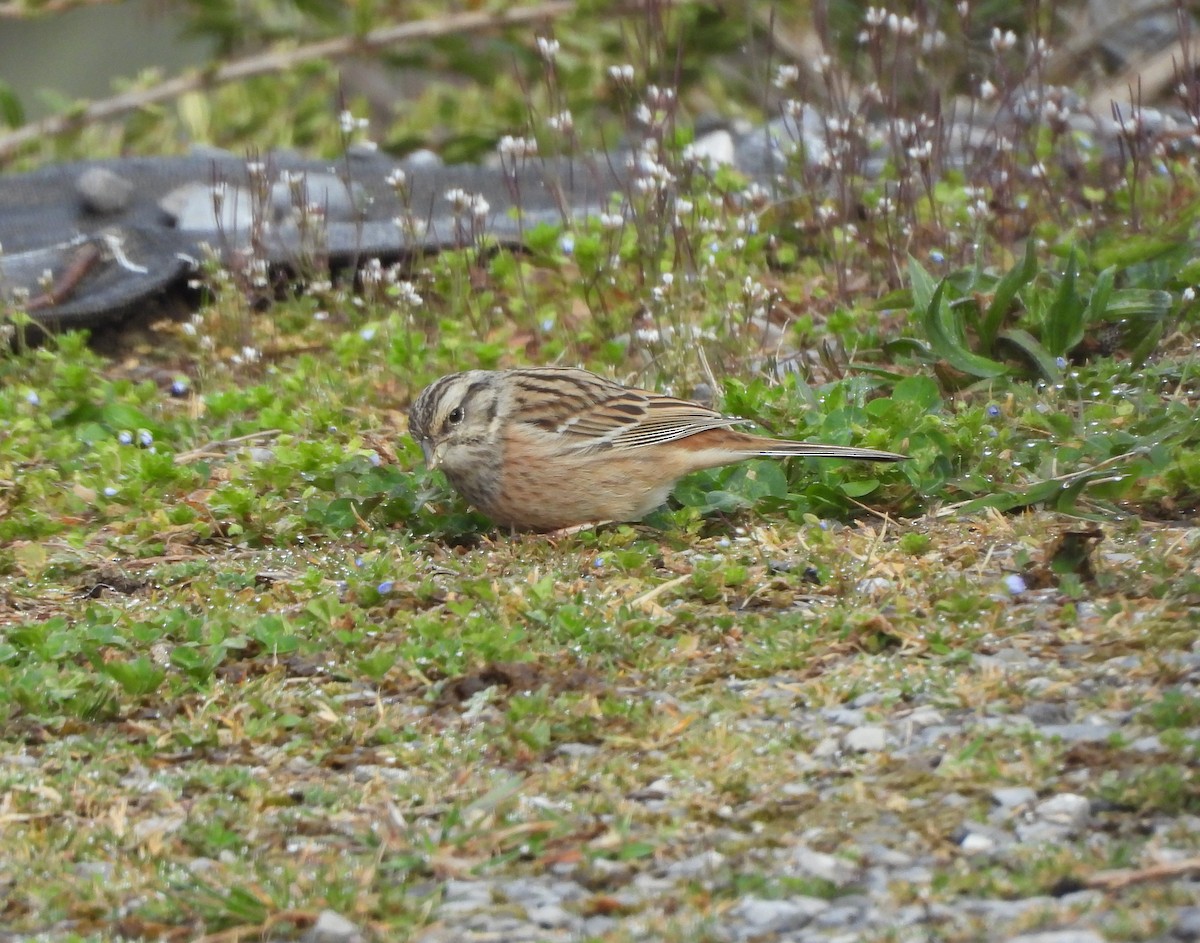 Rock Bunting - ML632125607