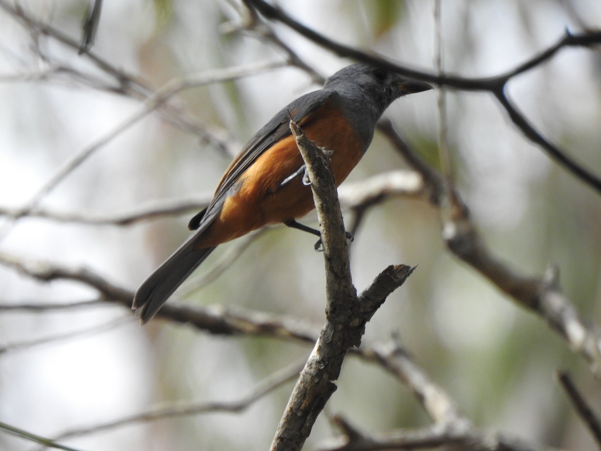 Black-faced Monarch - ML632125649
