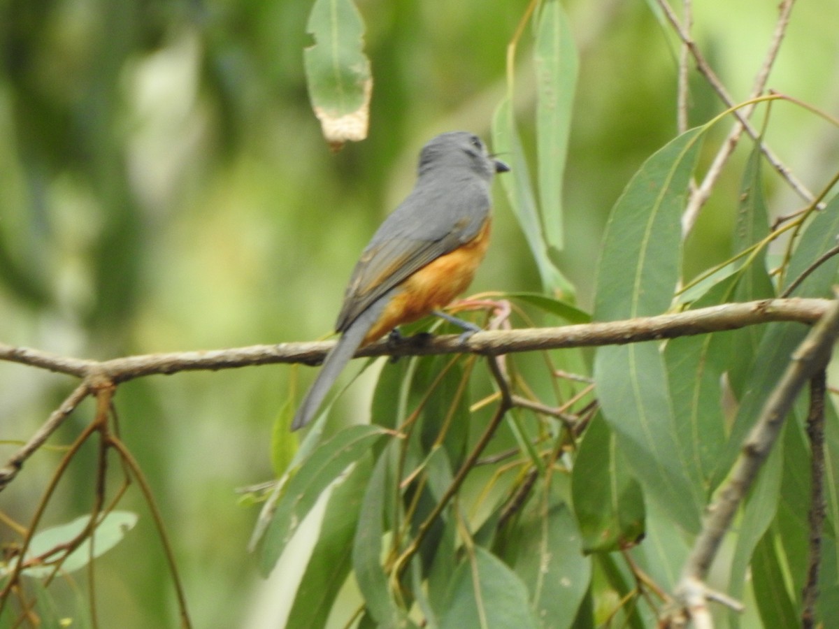 Black-faced Monarch - ML632125650