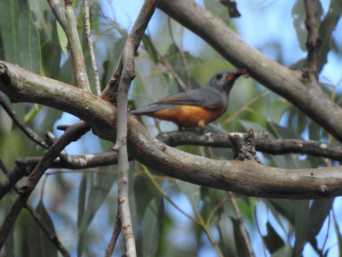 Black-faced Monarch - ML632125651