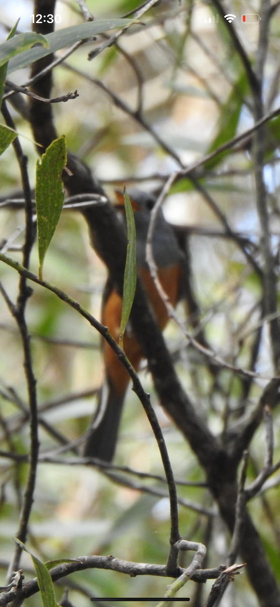 Black-faced Monarch - ML632125652