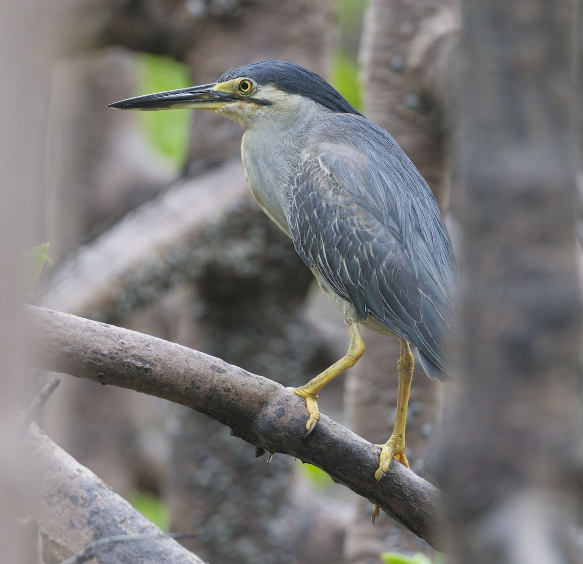 Striated Heron - ML632125720