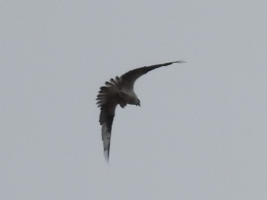 Скопа (carolinensis) - ML632125744