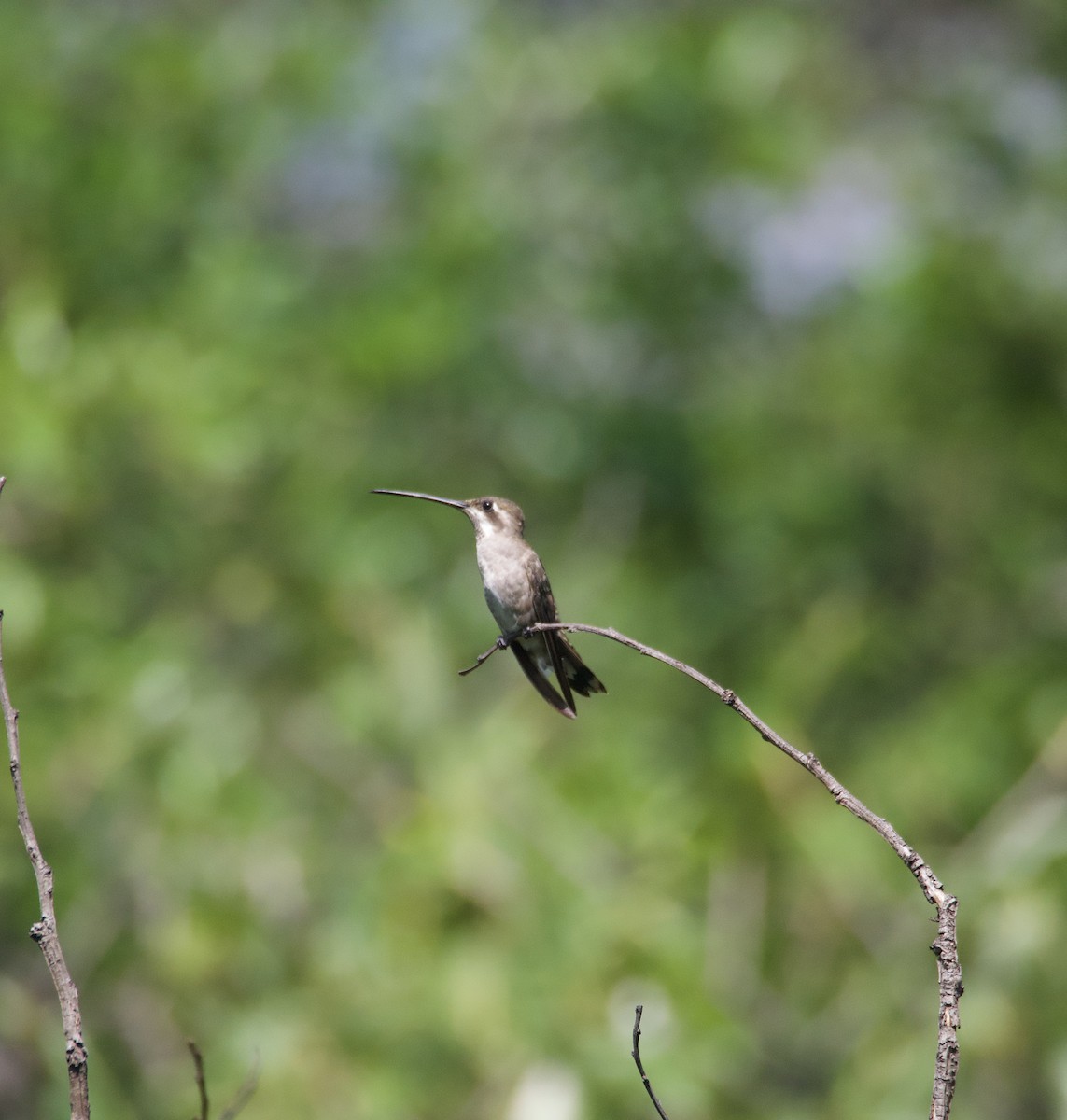 Plain-capped Starthroat - ML632125948