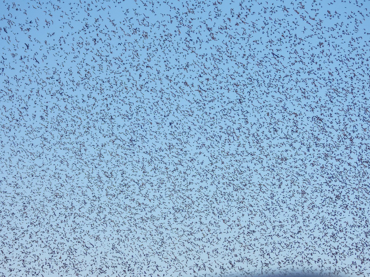 Braunkopf-Kuhstärling - ML632126077