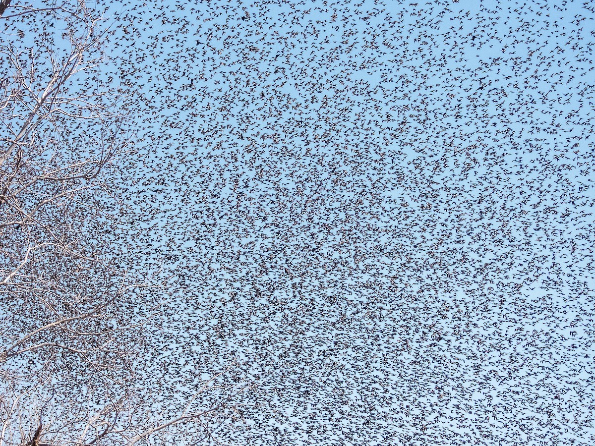 Braunkopf-Kuhstärling - ML632126100