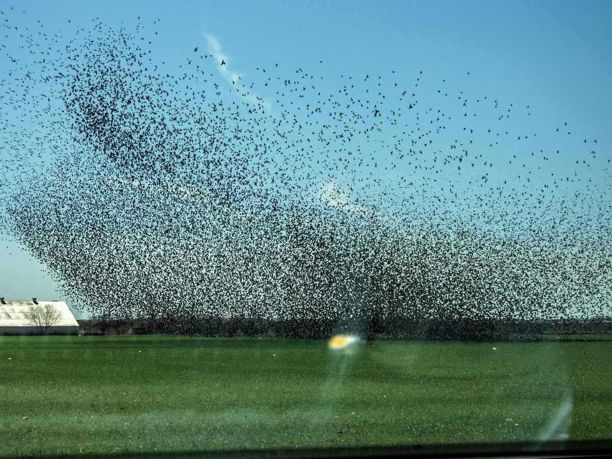 Braunkopf-Kuhstärling - ML632126104