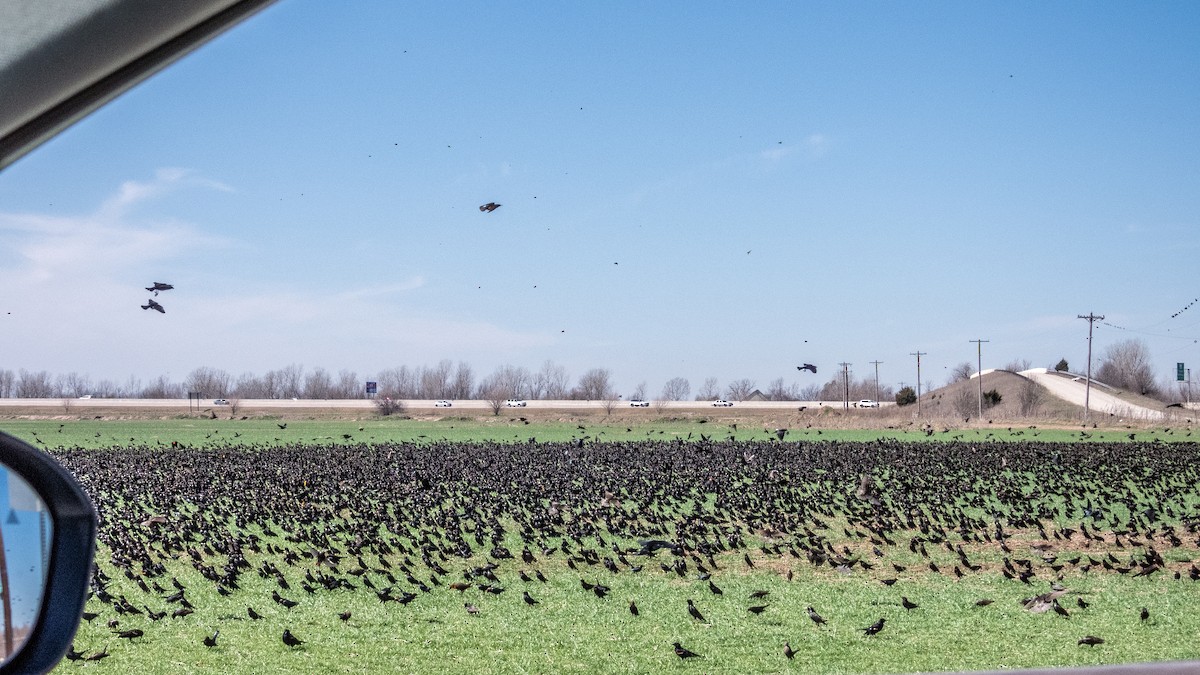 Braunkopf-Kuhstärling - ML632126108