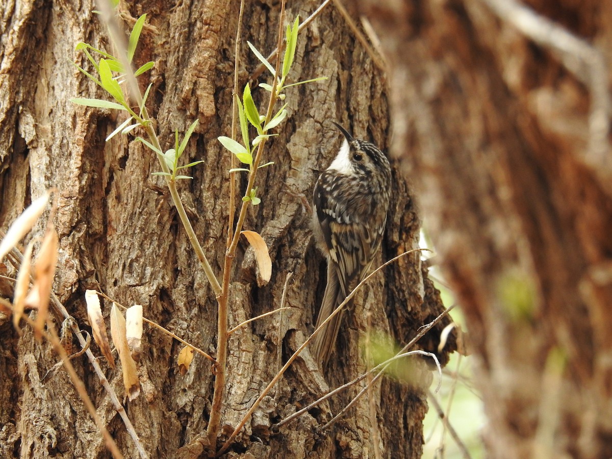 Brown Creeper - ML632126136