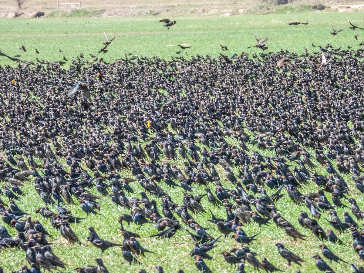 Braunkopf-Kuhstärling - ML632126258