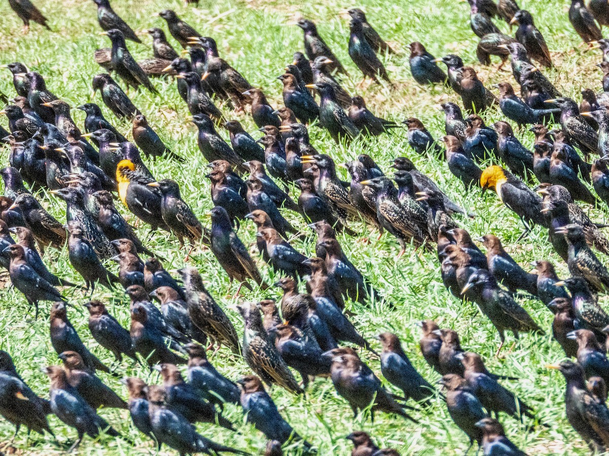 Braunkopf-Kuhstärling - ML632126273