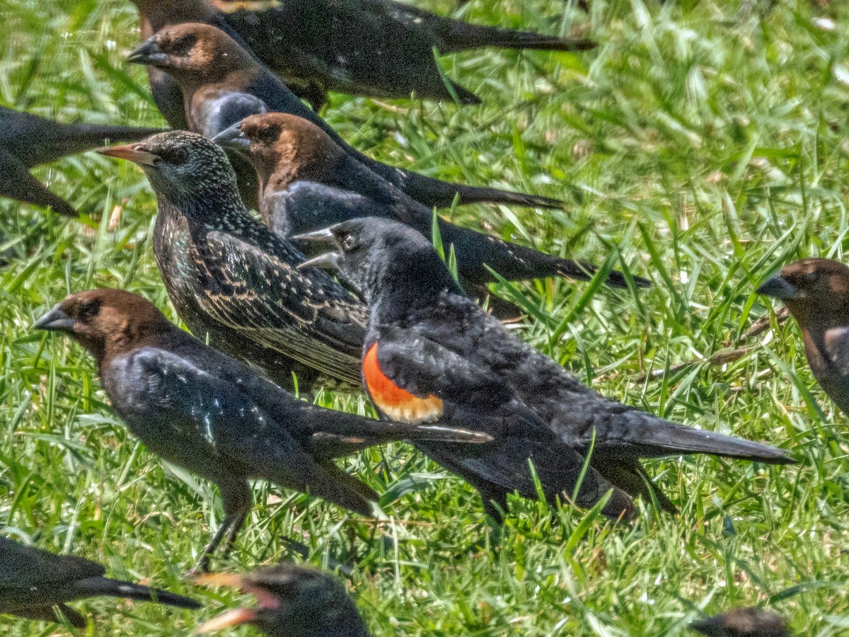 Rotflügelstärling - ML632126279