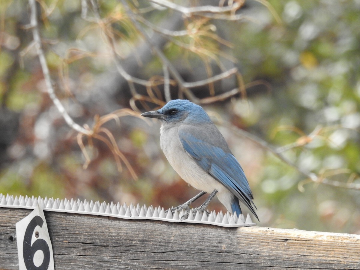 Mexican Jay (Arizona) - ML632126324