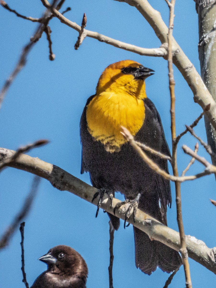 Brillenstärling - ML632126328