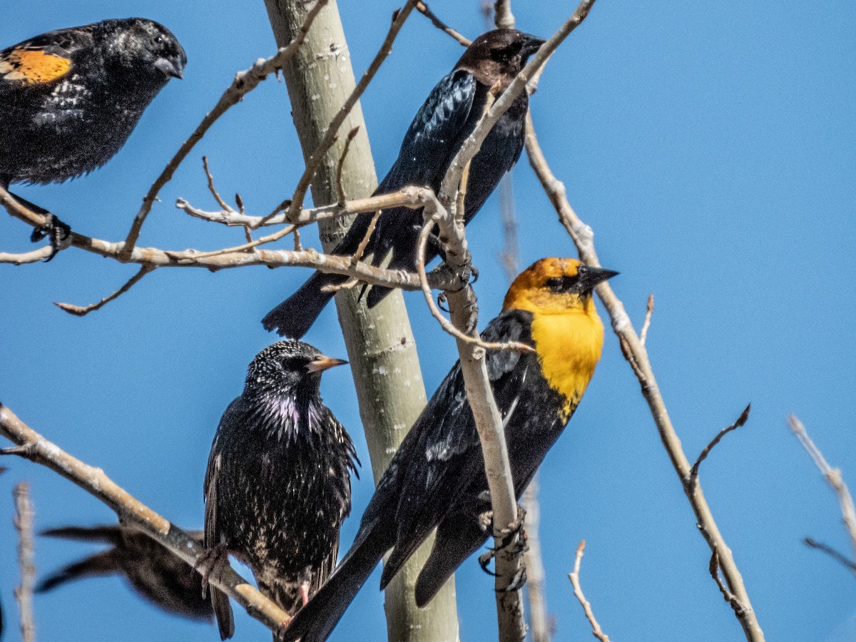 Brillenstärling - ML632126330