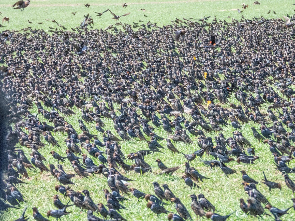 Brillenstärling - ML632126332