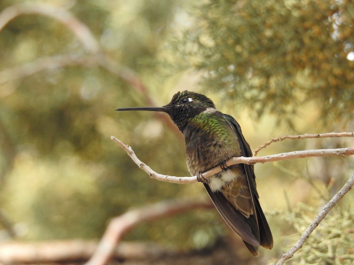 Rivoli's Hummingbird - ML632126333