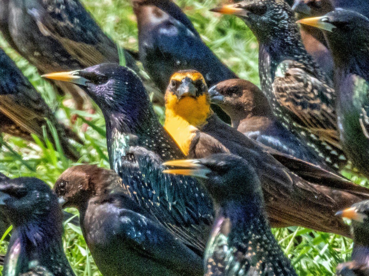 Brillenstärling - ML632126335