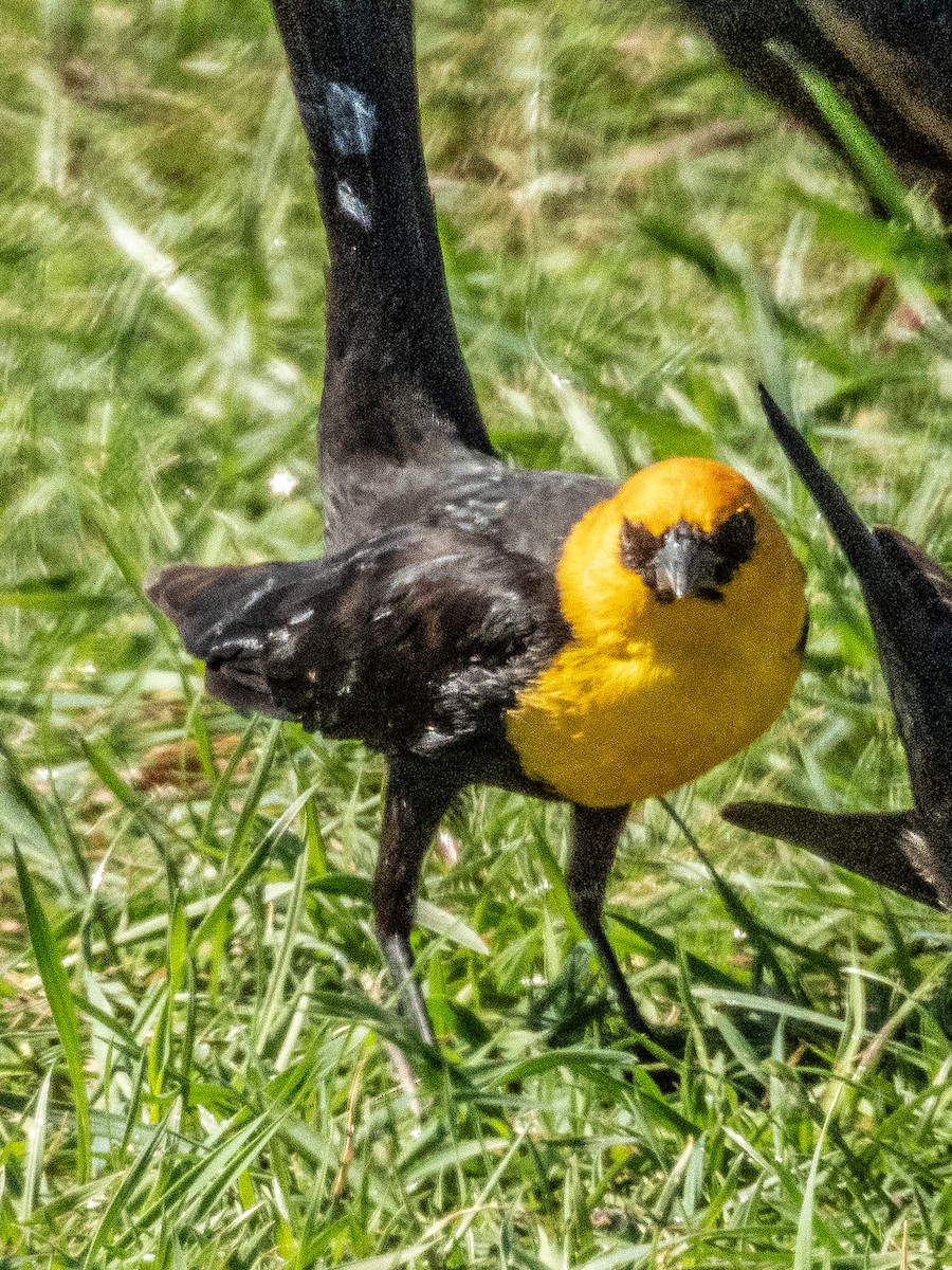 Brillenstärling - ML632126336