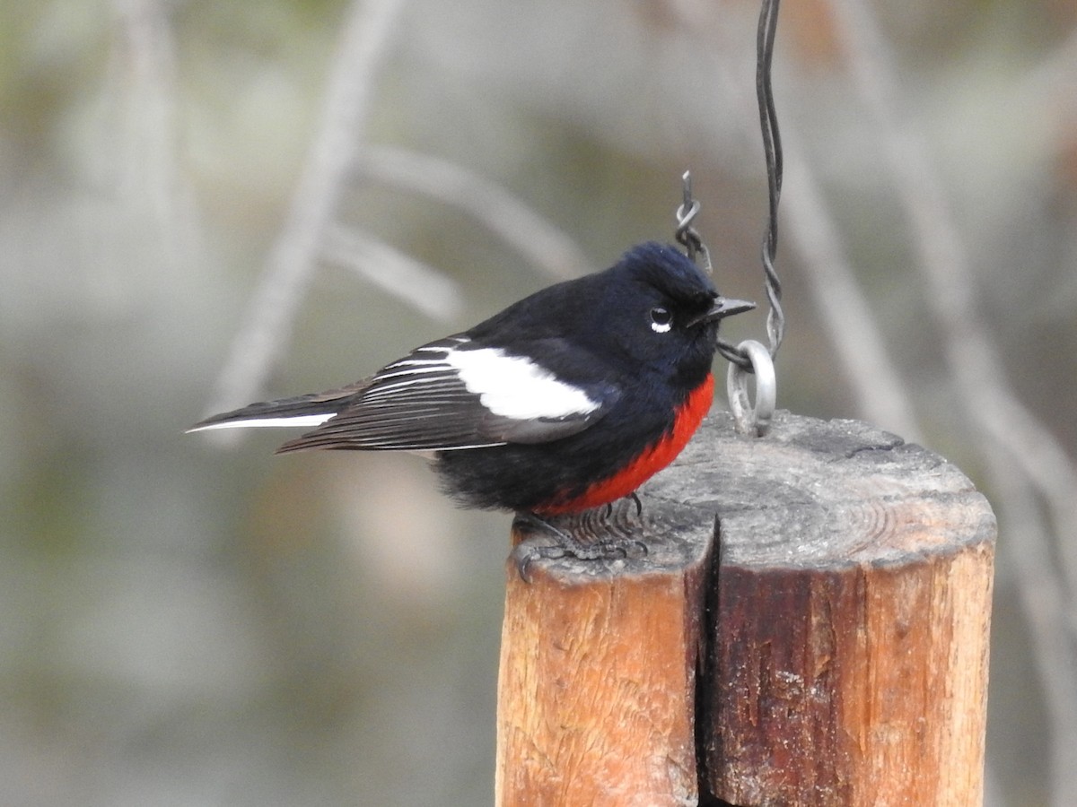 Painted Redstart - ML632126342