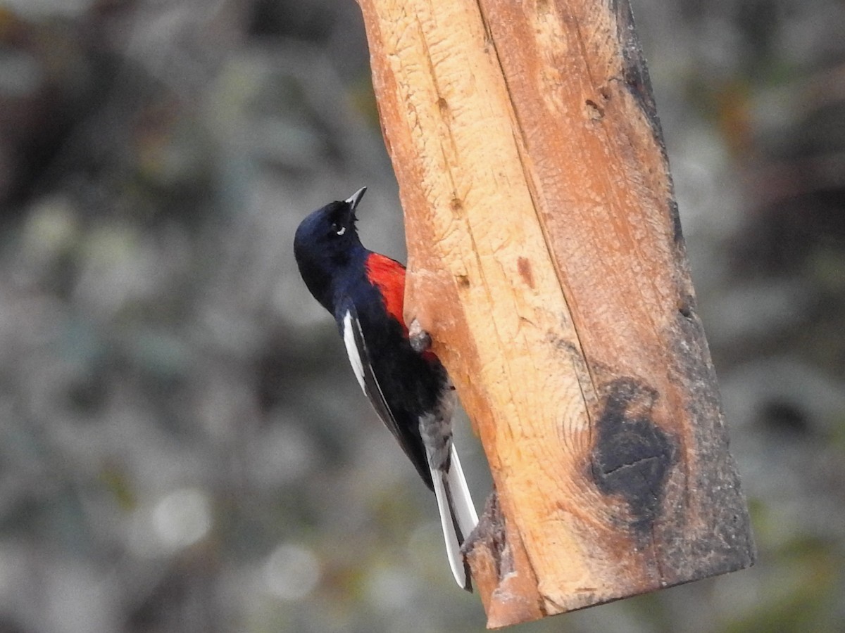 Painted Redstart - ML632126343