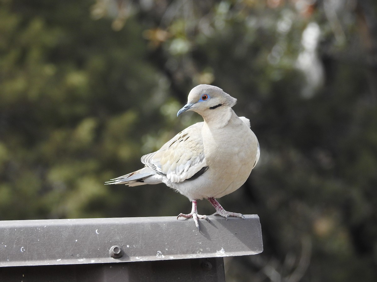 White-winged Dove - ML632126345