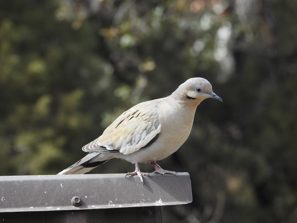 White-winged Dove - ML632126346