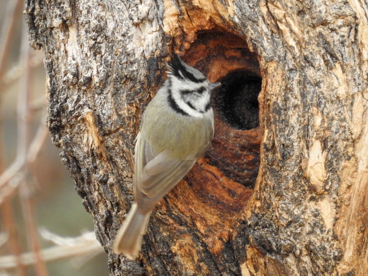 Bridled Titmouse - ML632126348