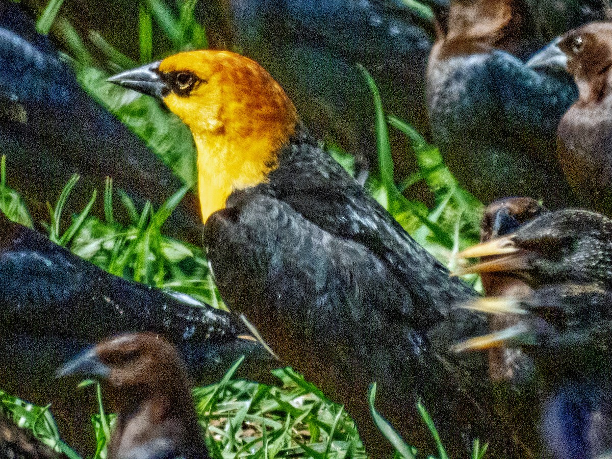 Brillenstärling - ML632126352