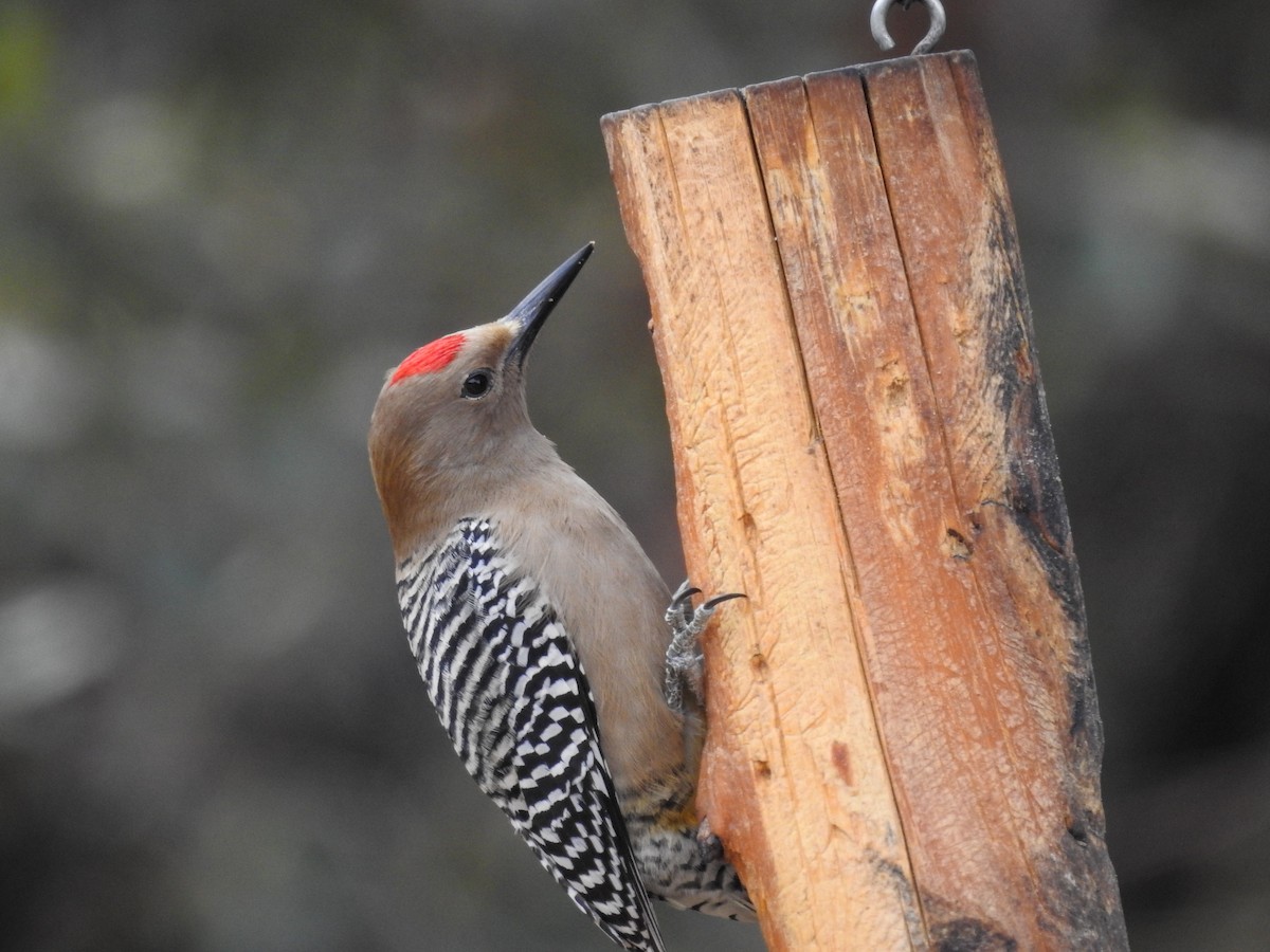 Gila Woodpecker - ML632126356
