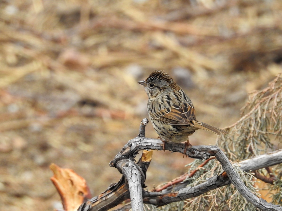 Lincoln's Sparrow - ML632126361