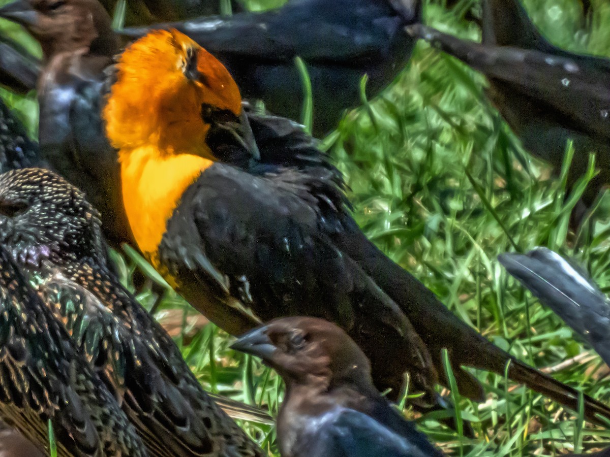 Brillenstärling - ML632126362