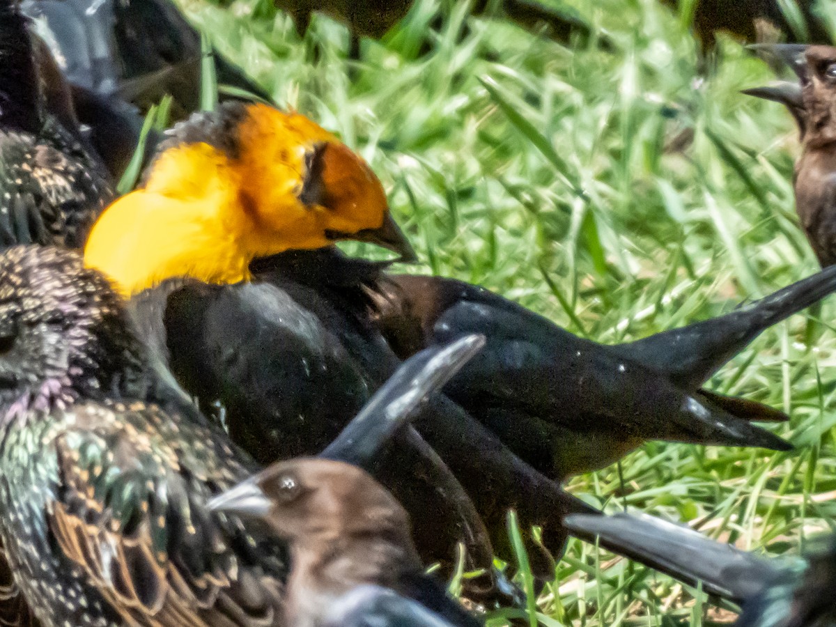 Brillenstärling - ML632126364