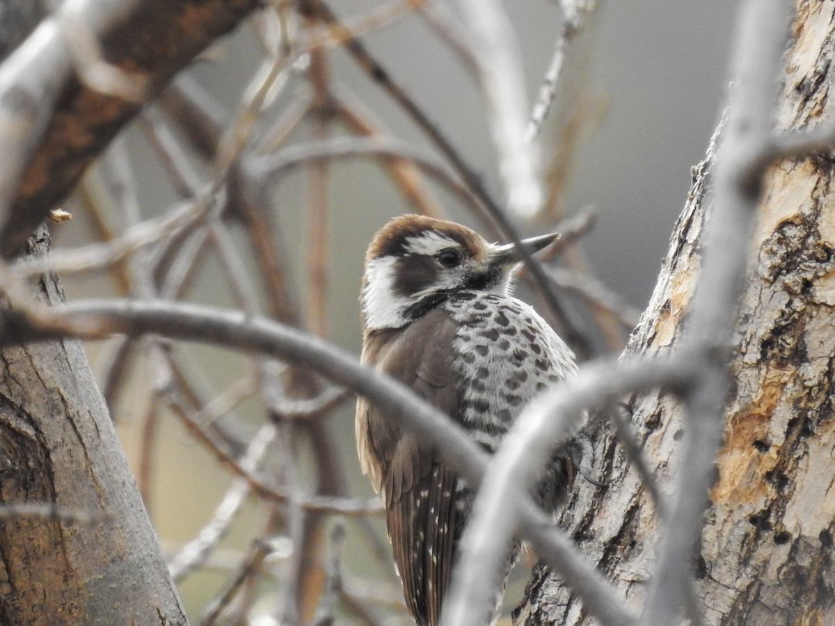Arizona Woodpecker - ML632126380