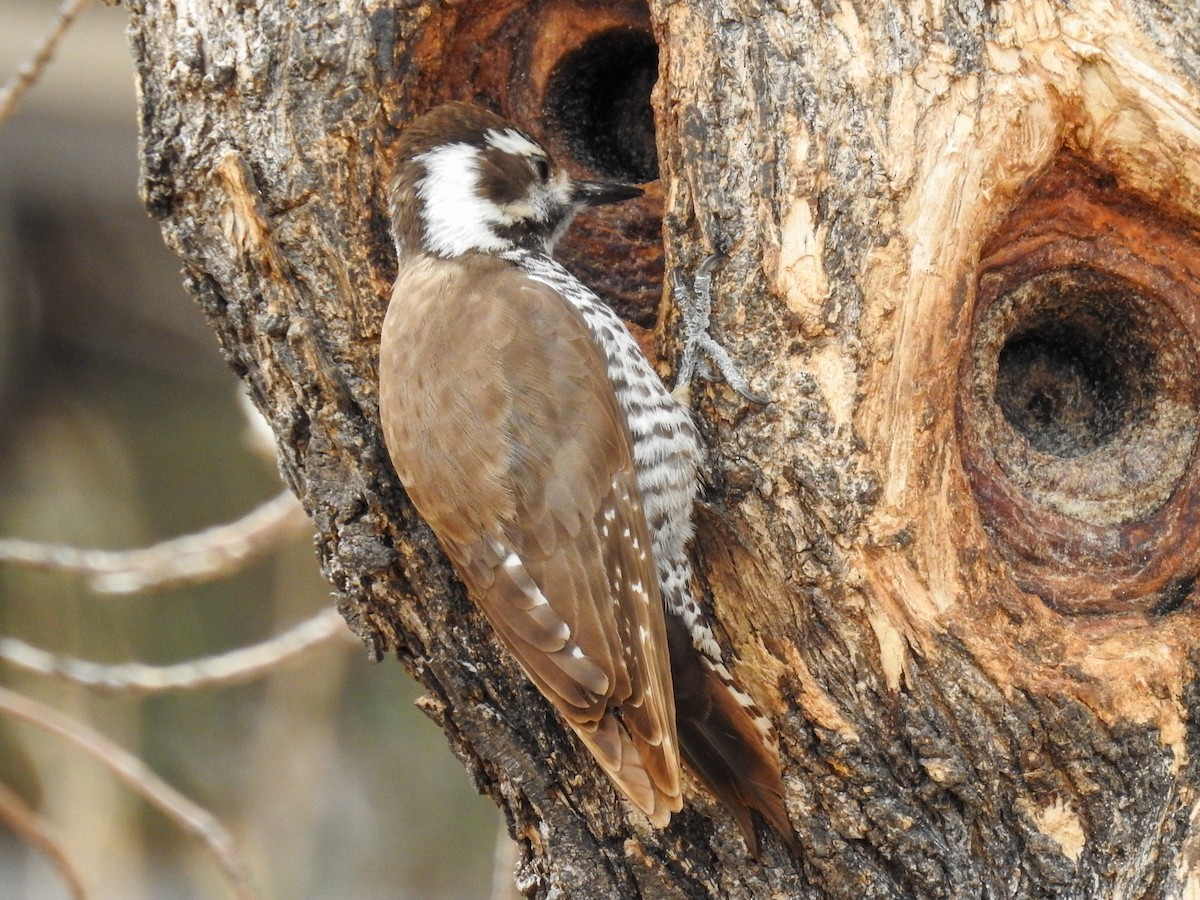 Arizona Woodpecker - ML632126381