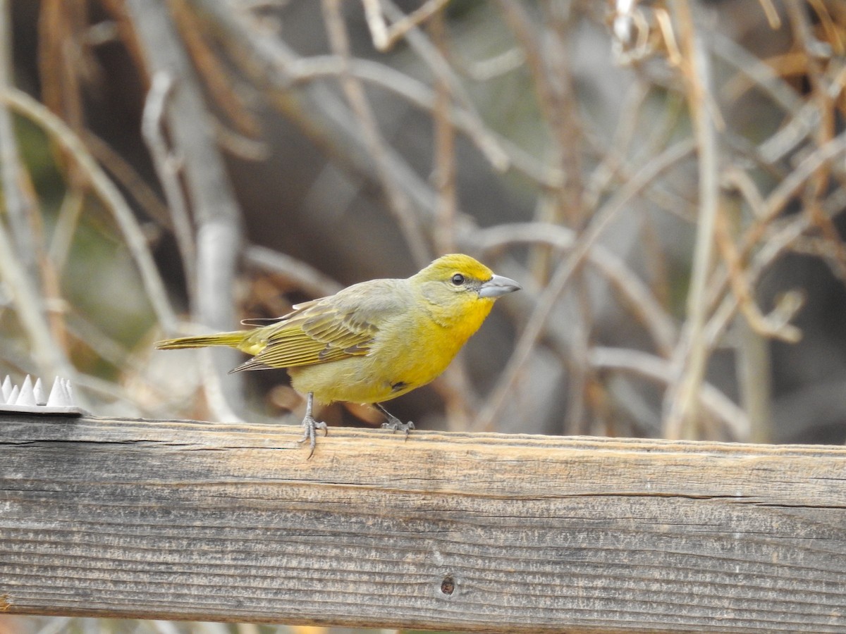 Hepatic Tanager (Northern) - ML632126388