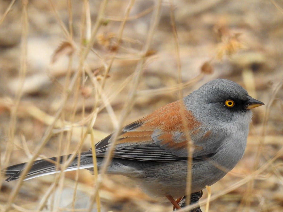 Yellow-eyed Junco - ML632126408