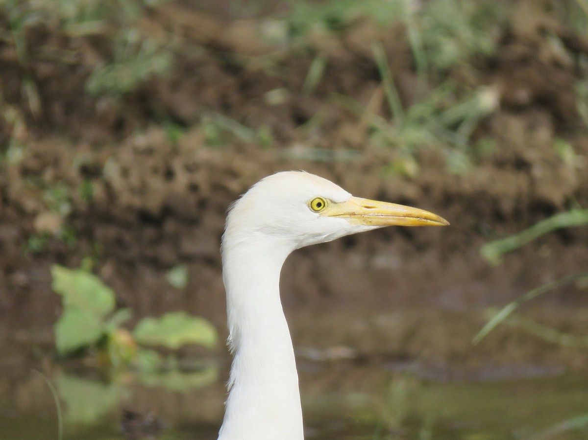 Western Cattle-Egret - ML632126433