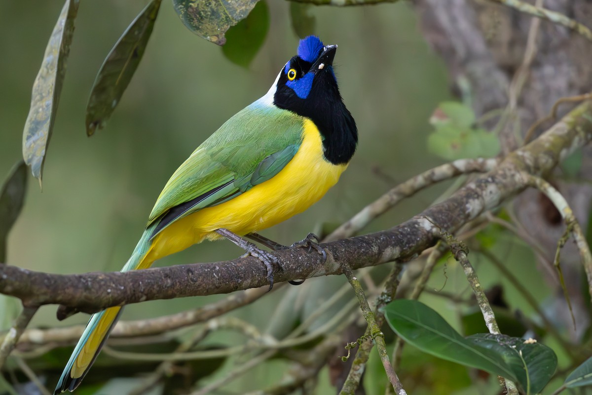 Green Jay - ML632126452