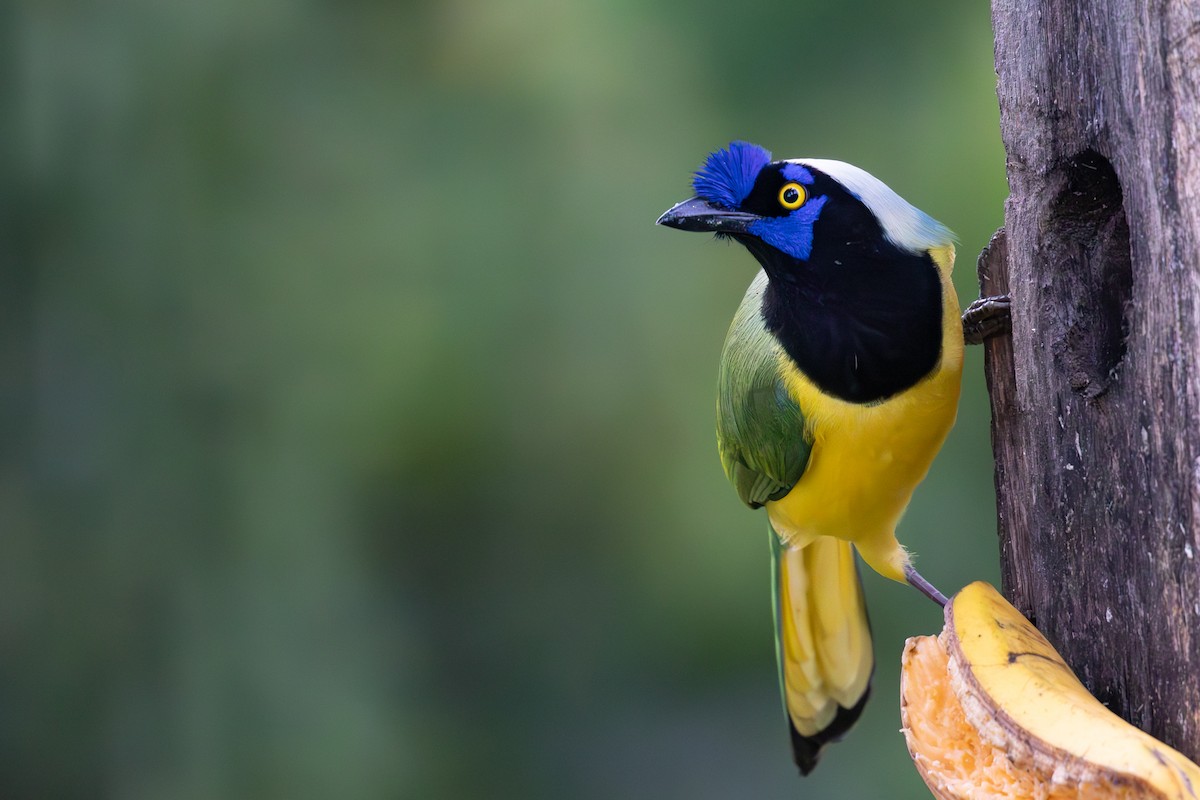 Green Jay - ML632126453