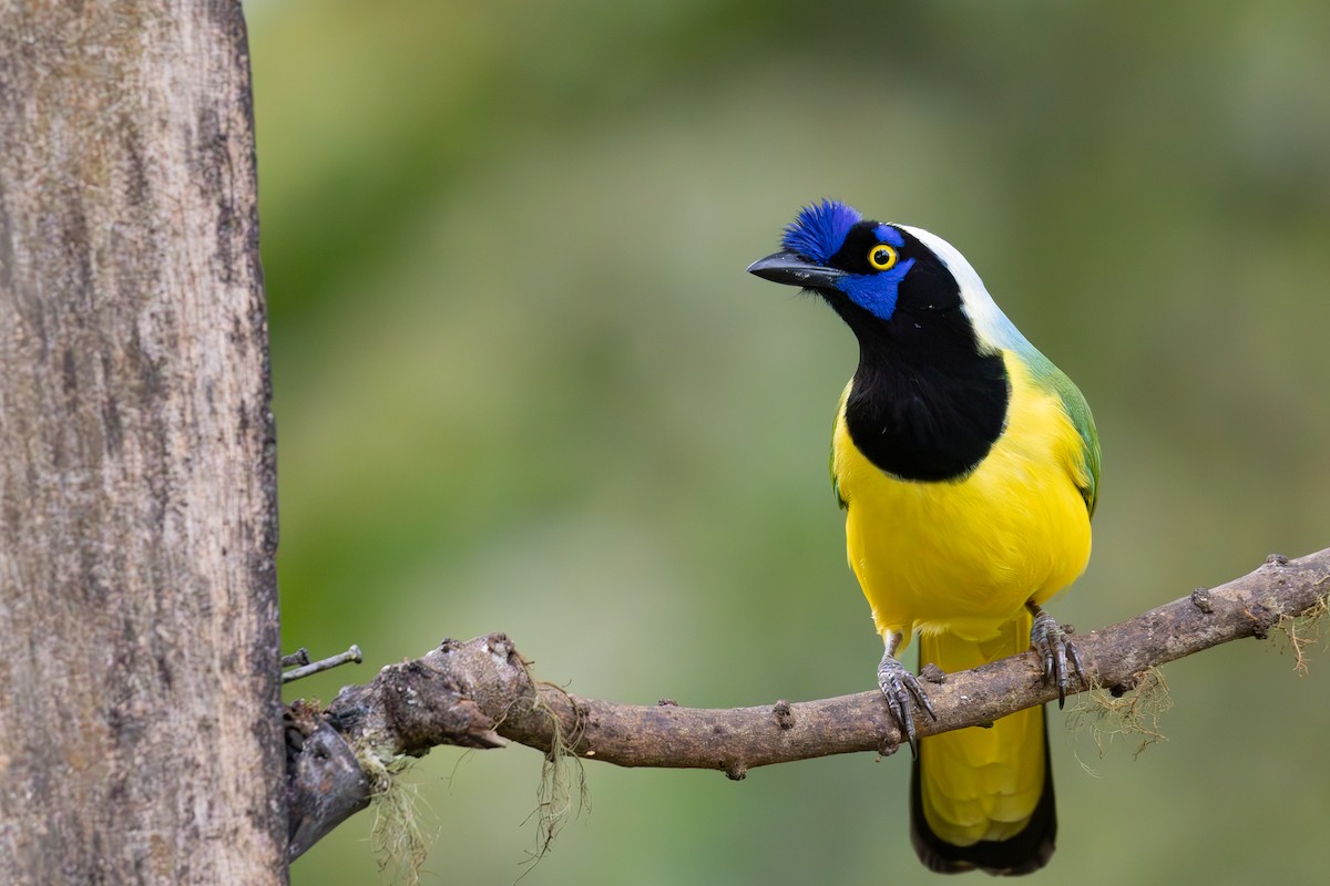 Green Jay - ML632126454