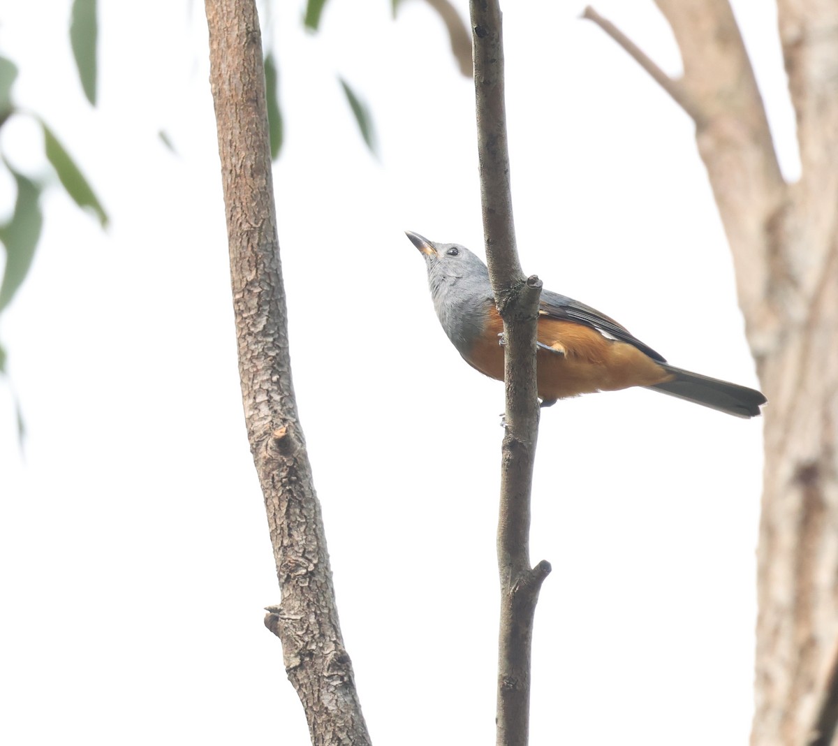 Black-faced Monarch - ML632126541