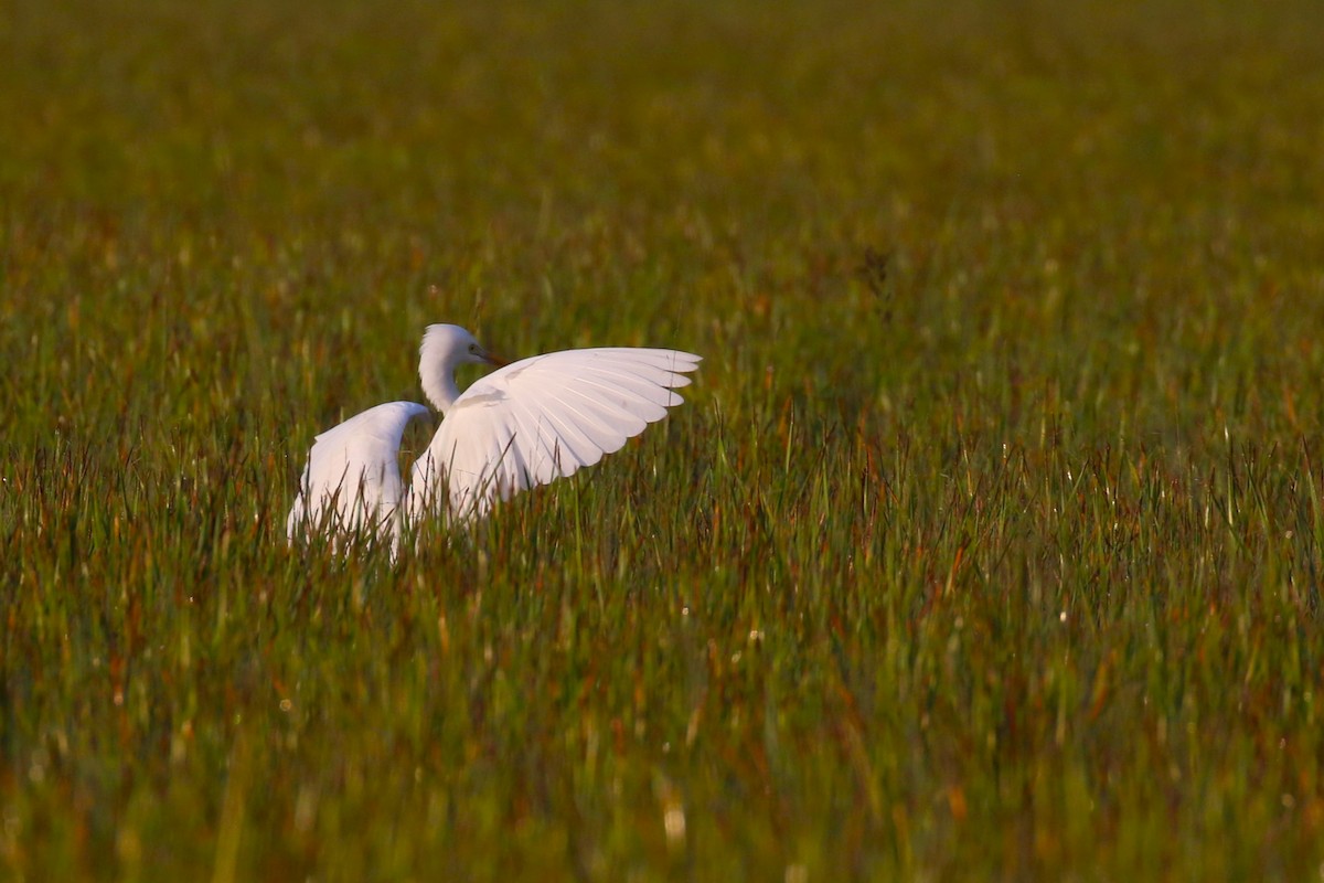 Yellow-billed Egret - ML632126549