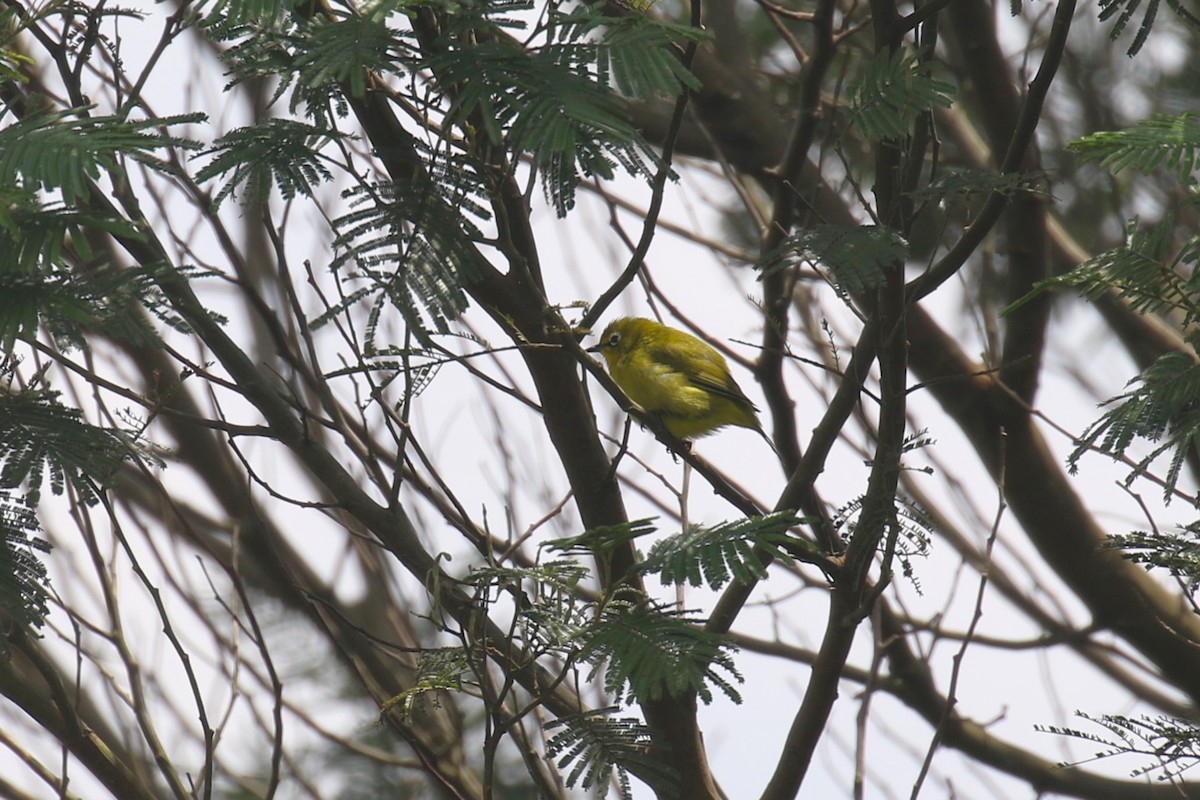 Southern Yellow White-eye - ML632126585