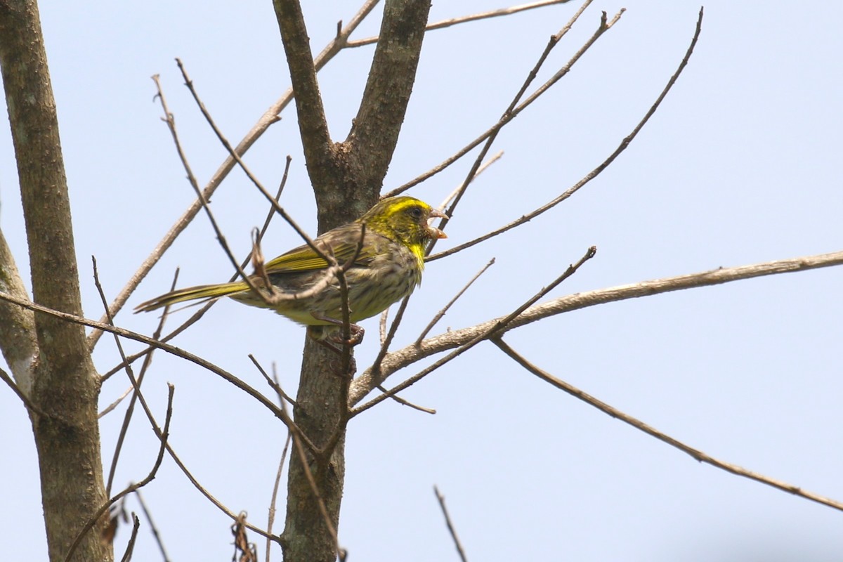 Yellow-browed Seedeater - ML632126586