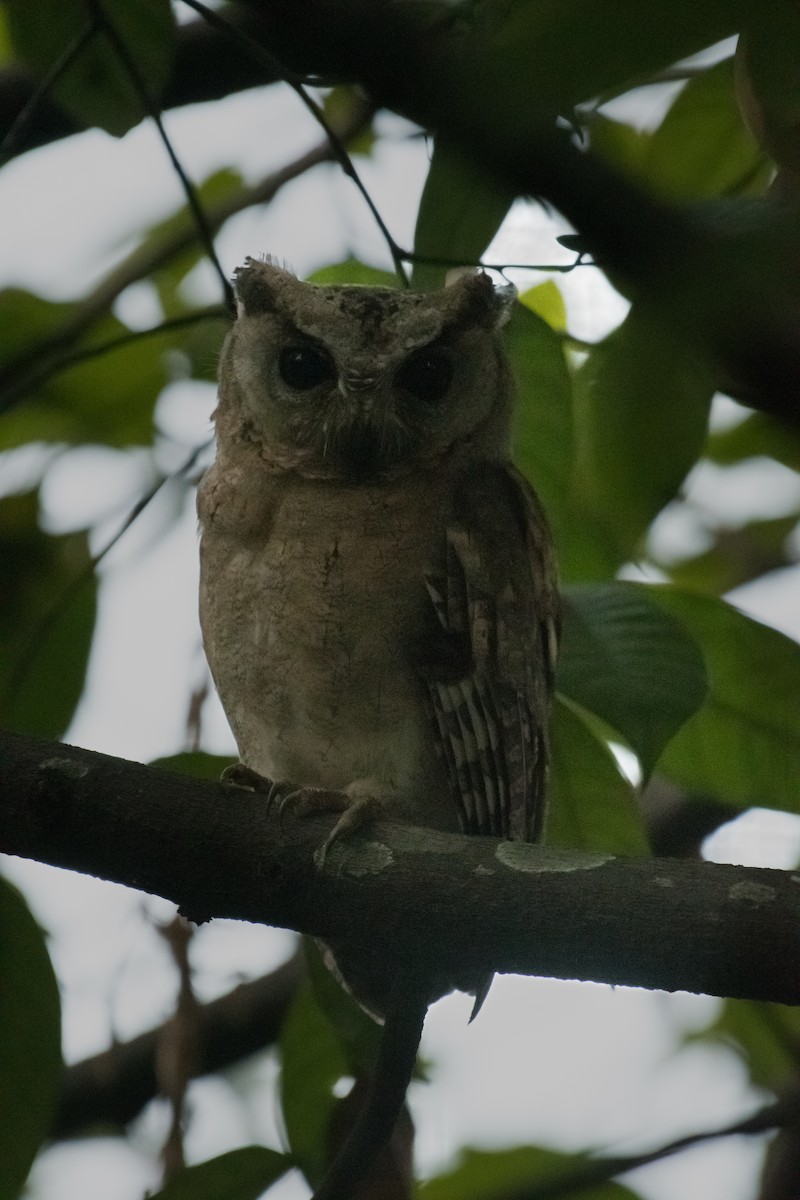 Indian Scops-Owl - ML632126600