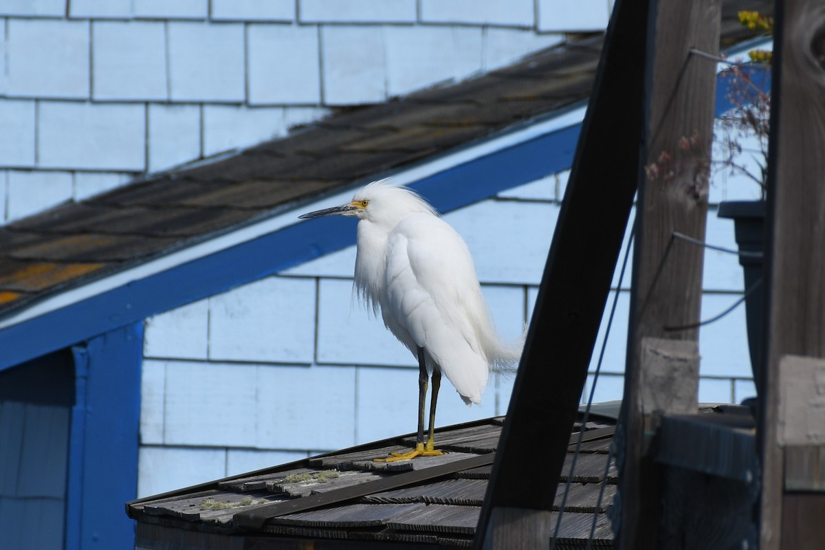 Snowy Egret - ML632126657