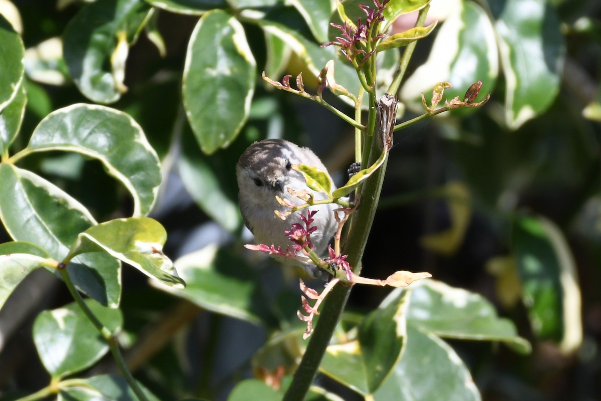 Bushtit - ML632126659